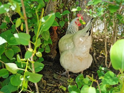 47.6489067075,2.68285131444444