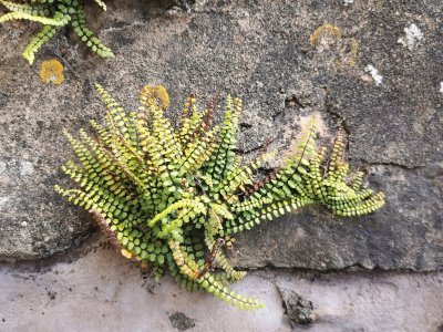 48.1846961975,-0.12716759722222