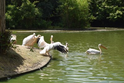 Zoo Wow Safari Thoiry