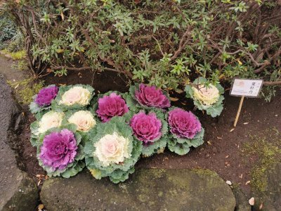 Jardin des pivoines d'Ueno Toshogu