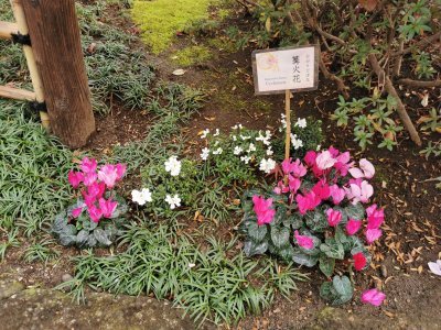 35.71509552000001,139.77230834944444