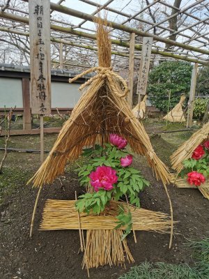 35.71509552000001,139.77230834944444