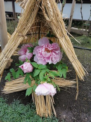 35.71486282333333,139.77336120583334