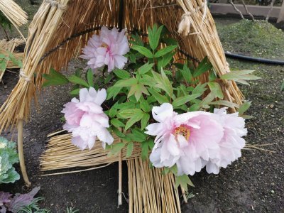 35.71508407583334,139.77210998527778