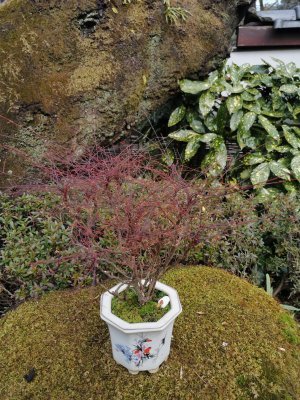 35.71518325805556,139.77200317361113