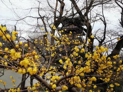 35.71527862527778,139.77174377416668