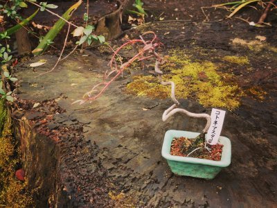 35.71504592888889,139.77178955055558