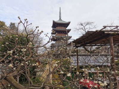 35.71516418444445,139.77168273916669