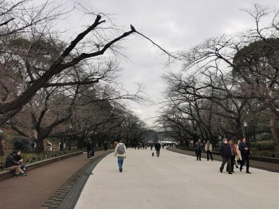 35.71385192861111,139.77287292472224