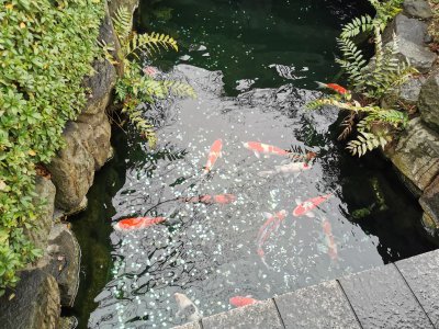 35.71372604361111,139.79699707027777