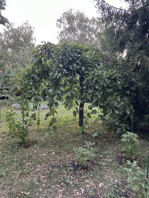 47.18581111111111,27.55530555555556