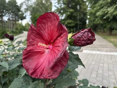 47.18553888888889,27.55456388888889