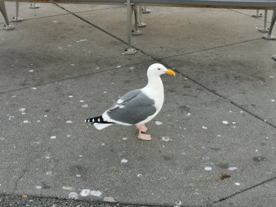 37.80919265722222,-122.41548919666667